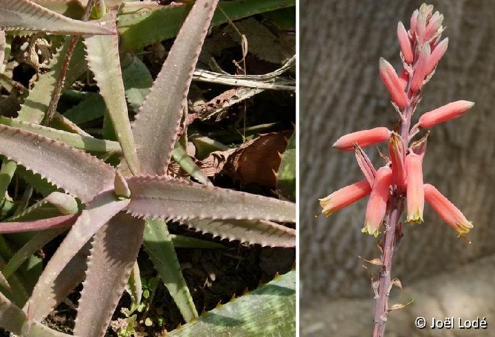 Aloe cremnophila (Somalia) P1120496